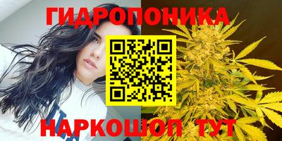 шишки Лесосибирск